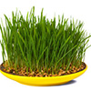 cereal grass