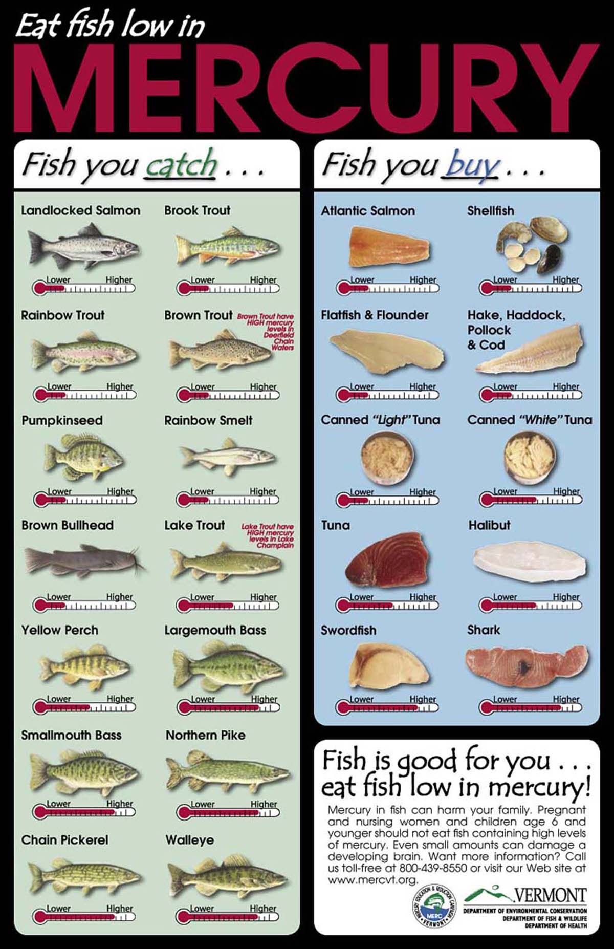 Seafood Pregnancy Chart