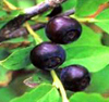 bilberry, enjoy bilberry, foods pkd polycystic kidney disease, alkaline foods, enjoy foods, avoid foods