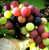 grape, enjoy grape, grapes, enjoy grapes, foods pkd polycystic kidney disease, alkaline foods, enjoy foods, avoid foods