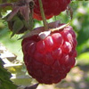 raspberry, enjoy, aphrodesiac, 