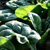 spinach, enjoy, foods, pkd, polycystic kidney disease, alkaline foods, enjoy foods, avoid foods