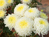 chysanthemum