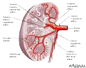 renal perfusion pkd polycystic kidney disease crisp study adpkd autosomal dominant polycystic kidney disease