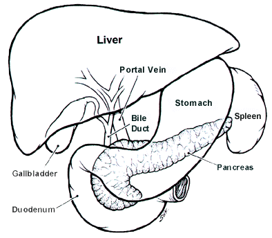 pld liver resection polycystic liver disease adpld cystic liver